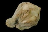 Blastoid (Pentremites) Fossil with Brachioles - Illinois #135588-1